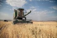 خرید ۲۸۰ هزار تن گندم از کشاورزان استان مرکزی